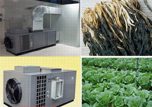 南寧專業(yè)的蔬菜烘干機(jī)批售 南寧蔬菜烘干房